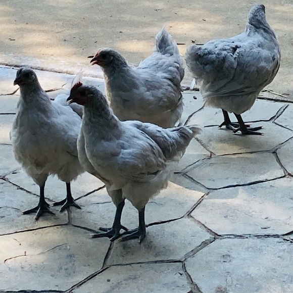 Meet your Posher, E - Picture 7 of 10